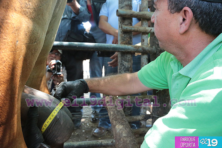 Inicia proyecto piloto de Diagn&oacute;stico de Fertilidad de Toros